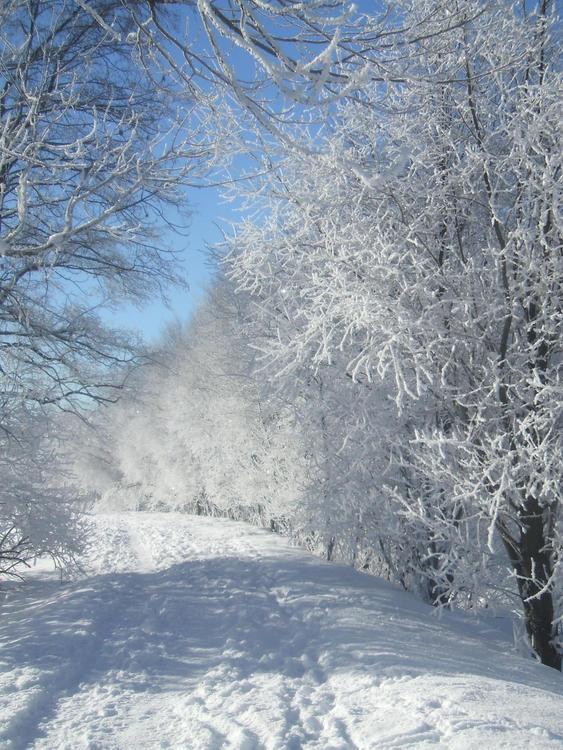 Appartamenti Vidi Pinzolo Exterior foto
